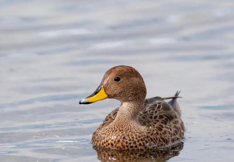 South Georgia pintail