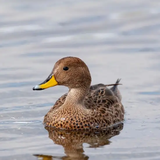 South Georgia pintail