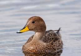 IgluCruise.Application.ViewModels.Shared.WebImageViewModel?.Description