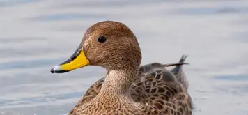Image related to South Georgia pintail