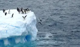 Image related to Penguins