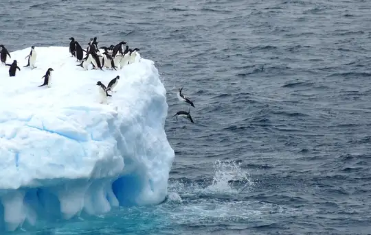 Image related to Penguins