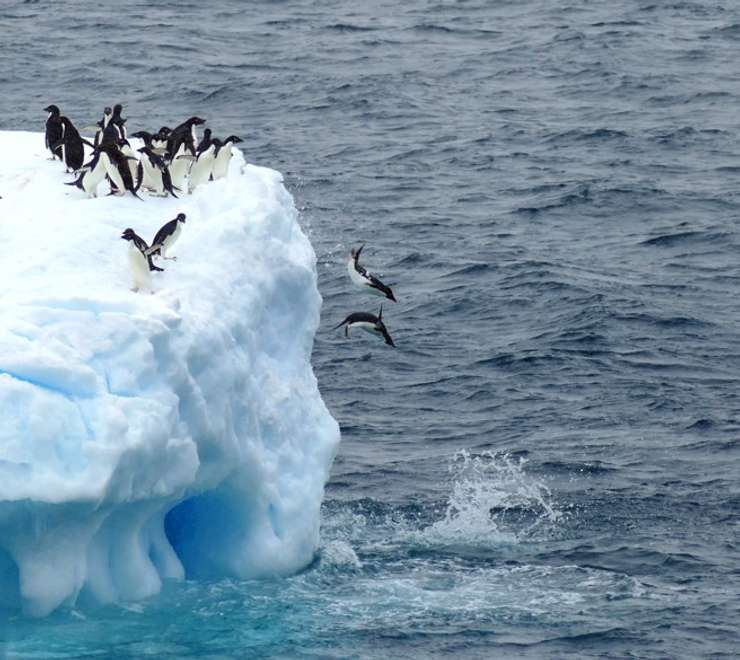 Penguins