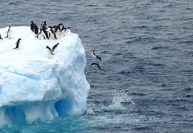 Penguins