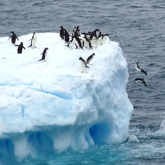 Penguins