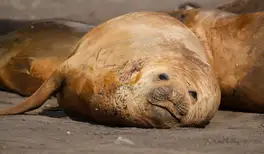 Image related to Seals