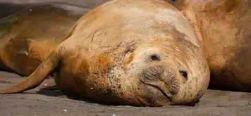 Image related to Elephant Seal