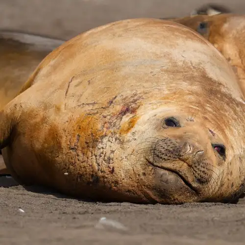 Image related to Seals