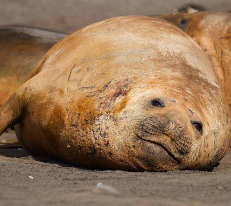 Seals
