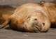 Seals