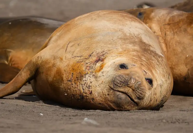 Seals