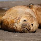 Elephant Seal