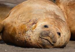 IgluCruise.Application.ViewModels.Shared.WebImageViewModel?.Description