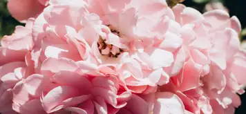 Image related to Image related to Plains of Abraham