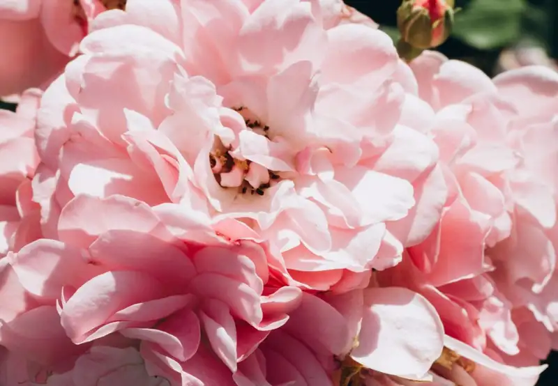 Image related to Plains of Abraham