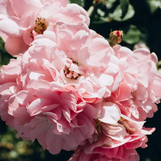 Image related to Plains of Abraham