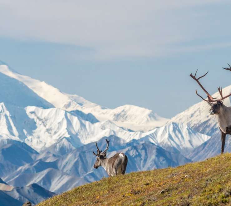 Denali National Park and Preserve