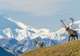 Denali National Park and Preserve