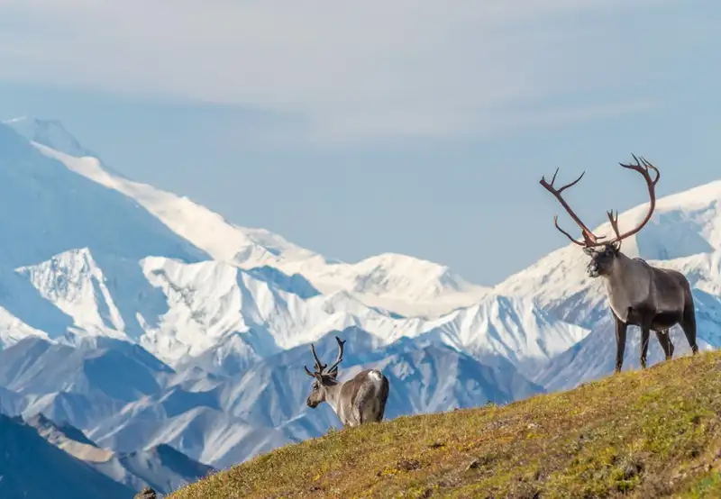 Denali National Park and Preserve