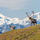 Image related to Denali National Park and Preserve