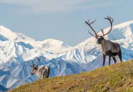 IgluCruise.Application.ViewModels.Shared.WebImageViewModel?.Description