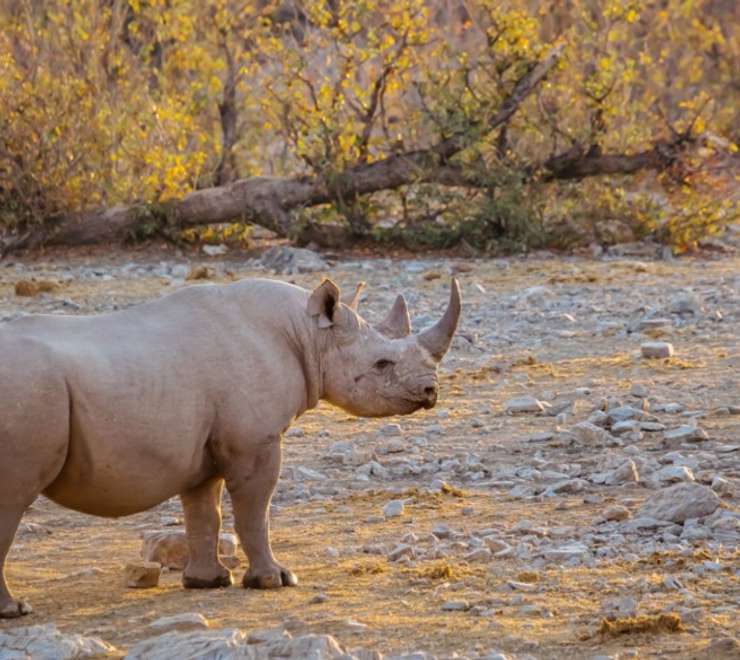 Desert Black Rhino