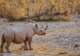Desert Black Rhino
