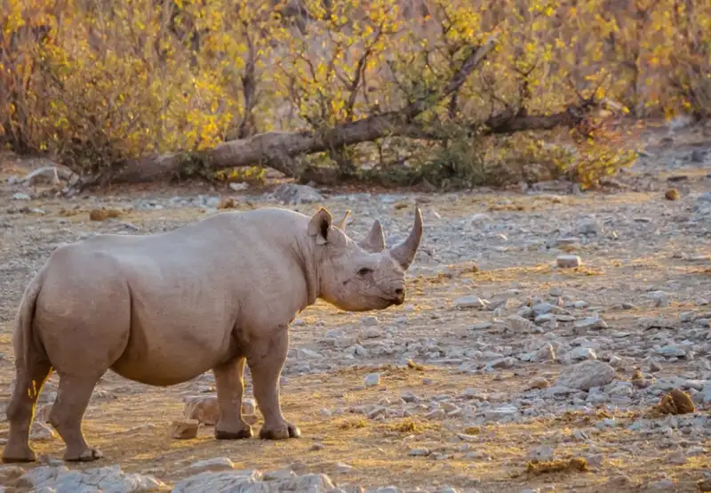 Desert Black Rhino
