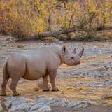 Image related to Desert Black Rhino