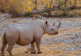 IgluCruise.Application.ViewModels.Shared.WebImageViewModel?.Description