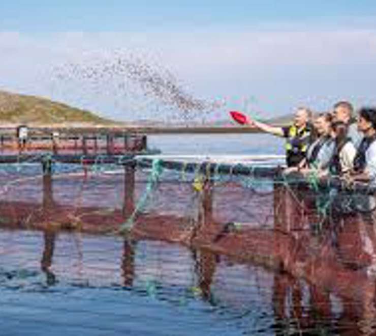 Salmon Center Rørvik