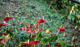 Image related to Portobelo National Park