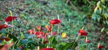 Image related to Image related to Portobelo National Park