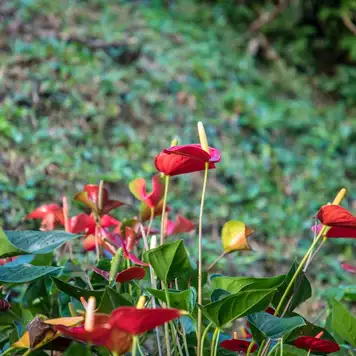 Image related to Portobelo National Park