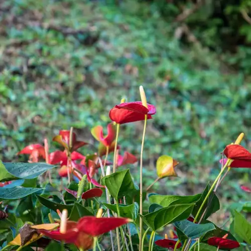 Image related to Portobelo National Park