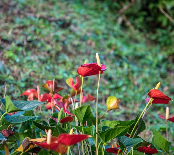 Portobelo National Park
