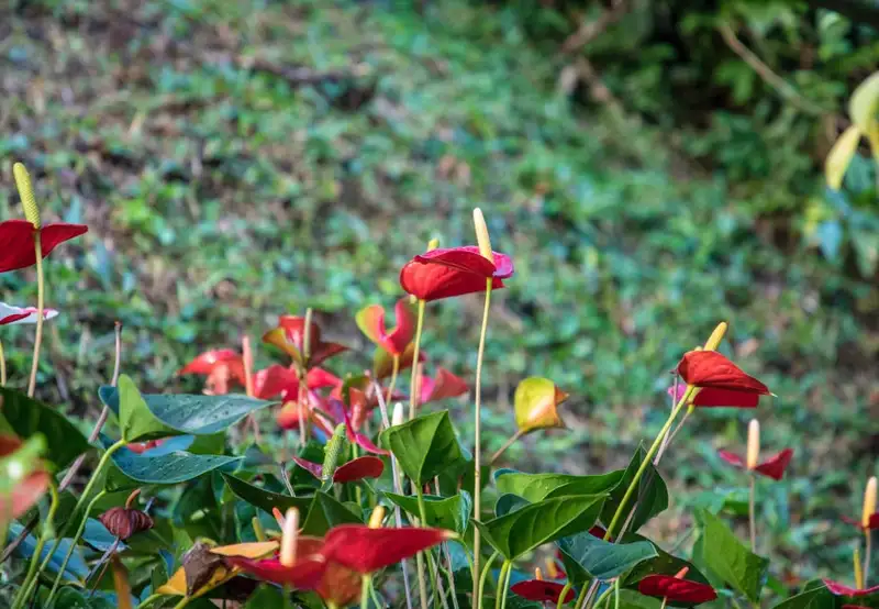 Portobelo National Park