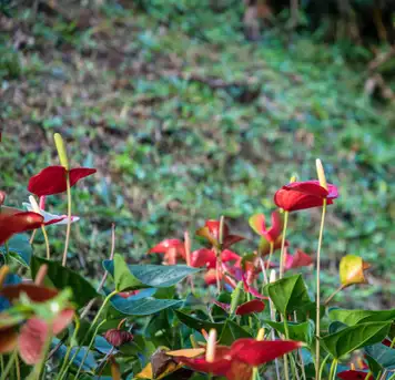 Image related to Portobelo National Park