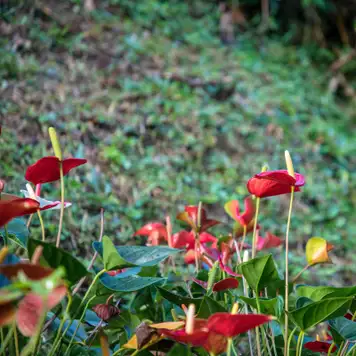Image related to Portobelo National Park