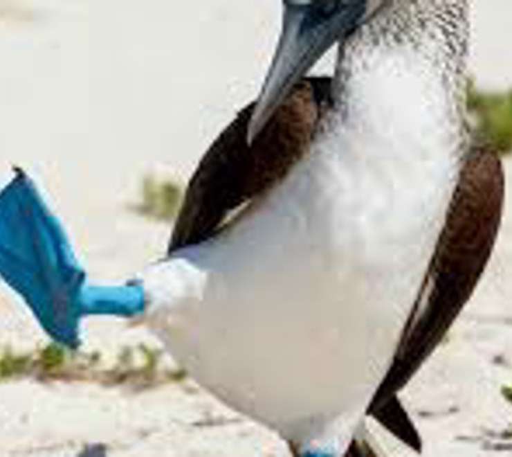 See the Blue-Footed Booby Dance