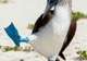 See the Blue-Footed Booby Dance