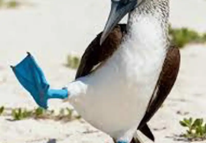 See the Blue-Footed Booby Dance
