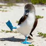 Image related to See the Blue-Footed Booby Dance