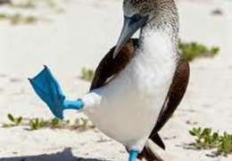 IgluCruise.Application.ViewModels.Shared.WebImageViewModel?.Description