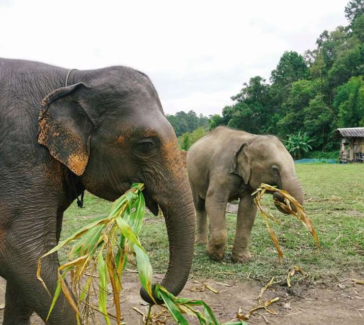 Asian Elephants