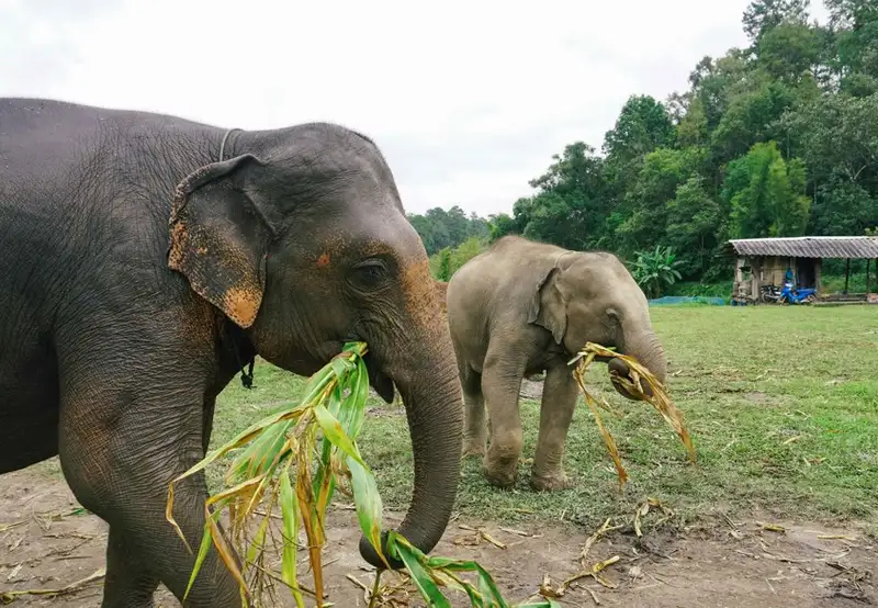 Asian Elephants