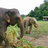 Image related to Asian Elephants