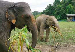 IgluCruise.Application.ViewModels.Shared.WebImageViewModel?.Description