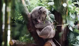 Image related to Koala Sanctuary
