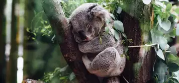 Koala Sanctuary